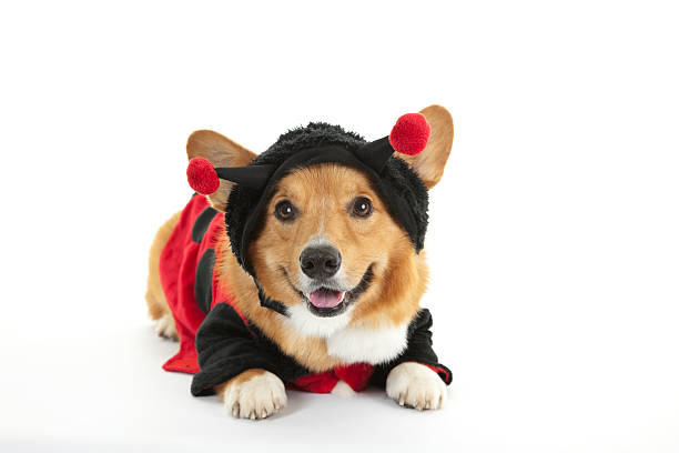 Corgi in a Ladybug Costume stock photo