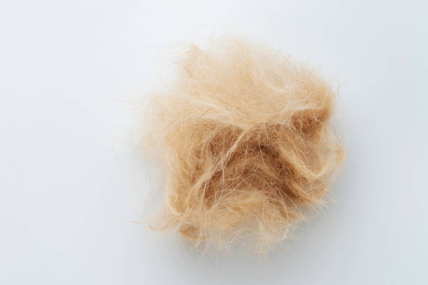 istock Pet hair brown ball 1739395663