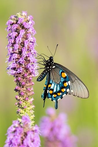 This colorful butterfly is the Pipevine Swallowtail and was photographed feeding on Gayfeather at the J.T. Nickel Preserve in Oklahoma.