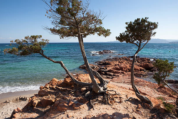istock Corsica - Palombaggia Beach (XXL) 173939606