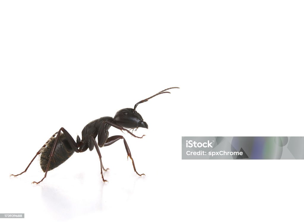 Hormiga negra-Macro - Foto de stock de Hormiga carpintera libre de derechos