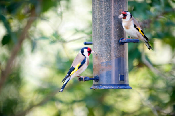 istock Gold Finches feeding on a bird feeder 173939914