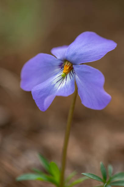 This lovely early Spring wildflower is called Birdsfoot Violet. This one was photographed at Cedar Lake in the Oklahoma Ouachita Mountains.