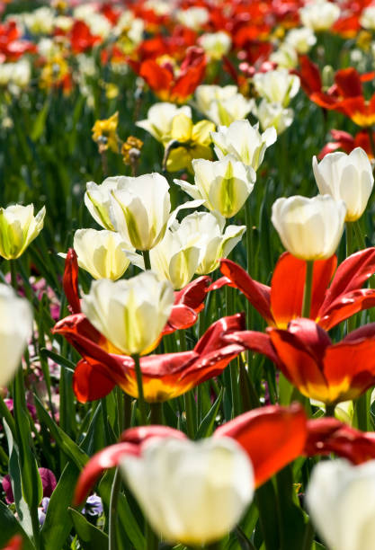 istock Flowers on a green field 173939948