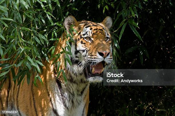 Tiger In Einem Sicheren Ort Stockfoto und mehr Bilder von Abwarten - Abwarten, Bambus - Graspflanze, Bedrohte Tierart