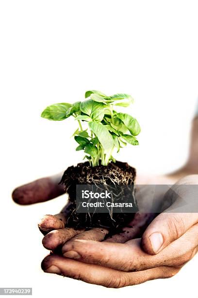 Basils Foto de stock y más banco de imágenes de Agarrar - Agarrar, Albahaca, Comidas y bebidas