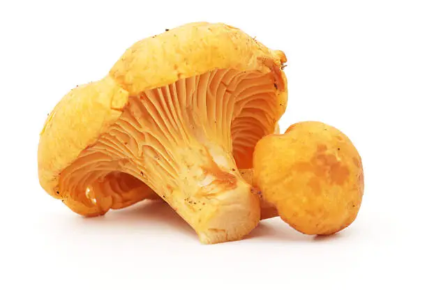 Two chanterelle mushrooms isolated in white.My other similar images