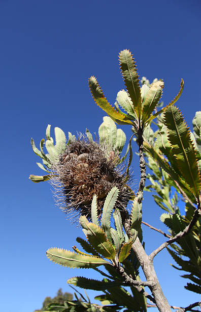 Banksia - foto stock