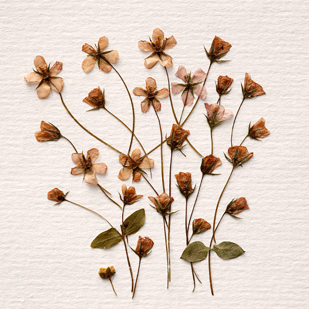 istock Dried Flowers Arrangement 173940564