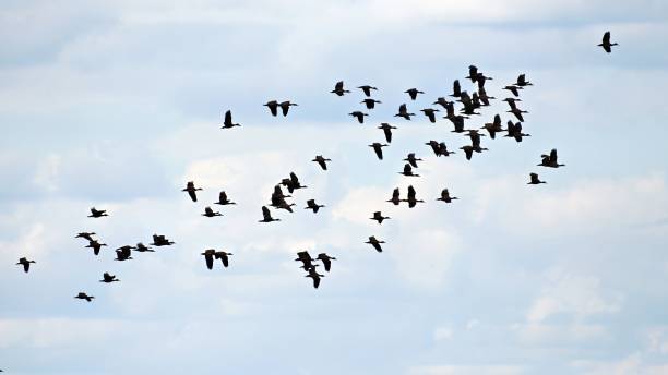 istock Flock of birds in the sky 1739405751