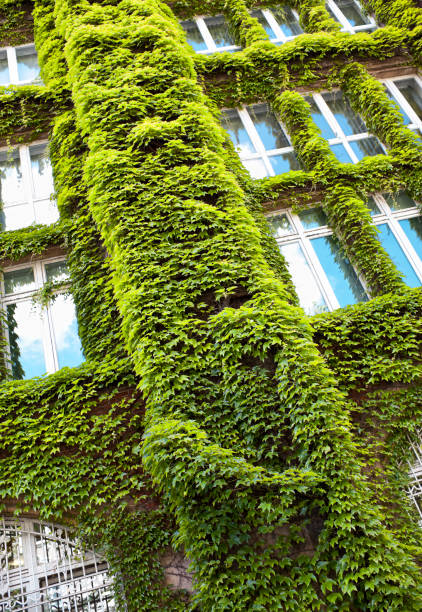 istock amazing ivy architecture hamburg 173940679
