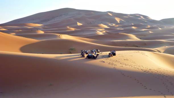 istock Camels from a caravan rest on a sand dune 1739407492