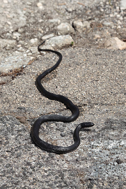 istock Hierophis viridiflavus carbonarius snake 173940872