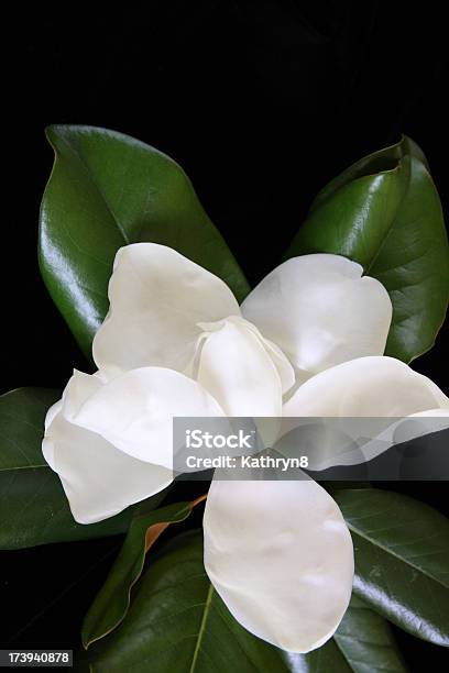 Hermoso Magnolia Bloom Foto de stock y más banco de imágenes de Blanco - Color - Blanco - Color, Flor, Flora