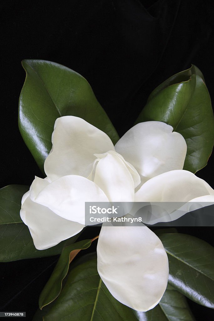 Belle Fioritura Magnolia - Foto stock royalty-free di Bianco