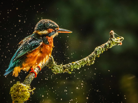 Female kingfisher after a shake