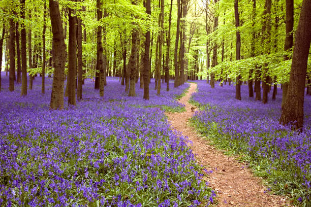 istock Bluebell Wood 173941158