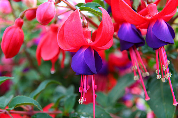 Beautiful pink and purple Fuchsia blossoms close-up of fuschia blossom and buds fuchsia flower photos stock pictures, royalty-free photos & images