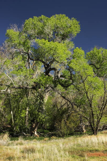 явор листва природный пейзаж - arizona sycamore стоковые фото и изображения