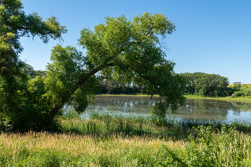 A body of water with trees and blue skies in the summer in rural Minnesota, USA.