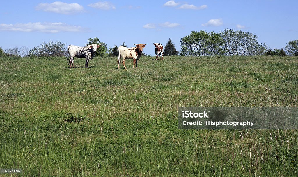 Longhorn-Rind - Lizenzfrei Agrarbetrieb Stock-Foto