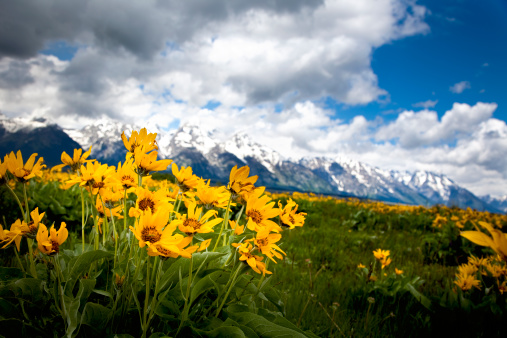 Focus on the wildflowers at the Grand Tetons National Park.