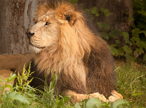 istock The Regal, Lazy Lion 173942046