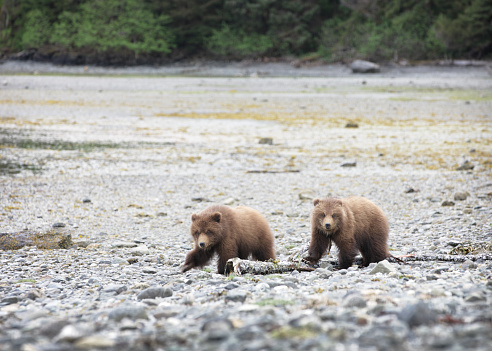 Twin young Kodiak brown bear cubs in their first season walk along a rocky beach trying to keep up with the sow, who is out of frame.  The young grizzlies appear just below center in a horizontal composition, the background comprised of unfocused beach terrain.  Both cubs are quartering toward the sow - so nearly in profile, with their heads toward the camera.