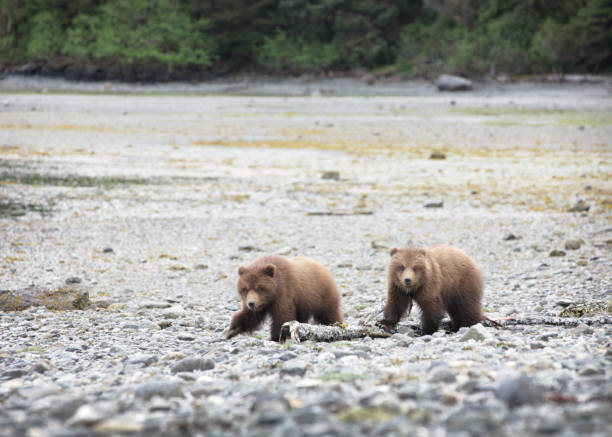 Kodiak Brown Bear Cubs Grizzly Newborns stock photo