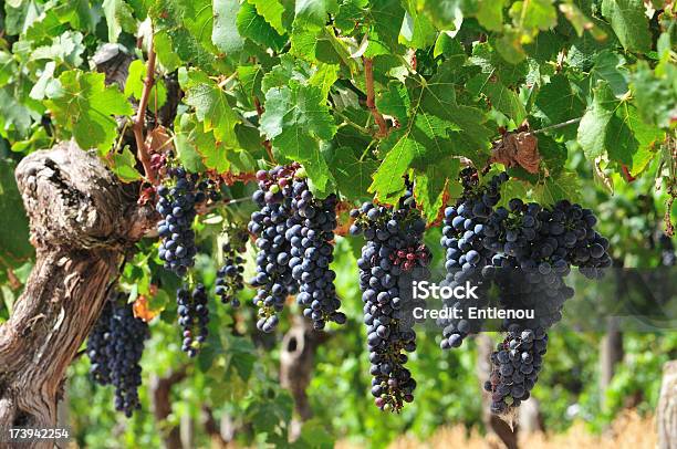 オーガニックのブドウ園レッドワイン - つる草のストックフォトや画像を多数ご用意 - つる草, オーガニック, ピノグリジオ