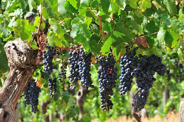 istock Vineyard Organic Grapes for Red Wine 173942254