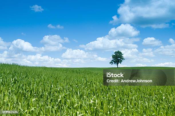 Feld Mit Baum Stockfoto und mehr Bilder von Abgeschiedenheit - Abgeschiedenheit, Anhöhe, Baum