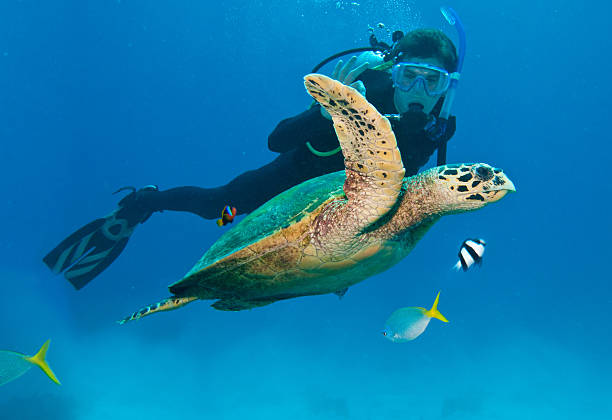 12 June 2014: SCUBA diver Sally Herschorn encounters a Hawksbill Sea Turtle (Eretmochelys imbricata) as she explores the wall and reef scenery at Hammerhead Hill, on the North Shore of Grand Cayman Island. Located in the British West Indies in the Caribbean, the Cayman Islands are renowned for excellent scuba diving, snorkeling, beaches and banking.  Mandatory Credit: Ed Wolfstein Photo *** RAW (NEF) Image File Available ***