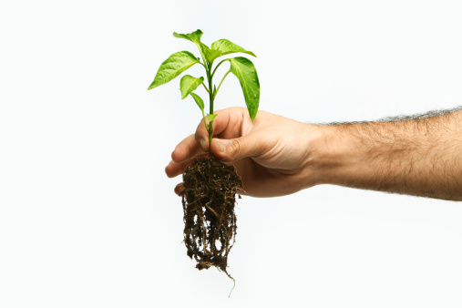 Hand reaching out, holding a young plant.