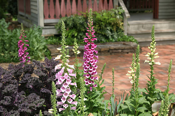home garden home garden in fromt of patio porch.. shallow depth of field foxglove photos stock pictures, royalty-free photos & images