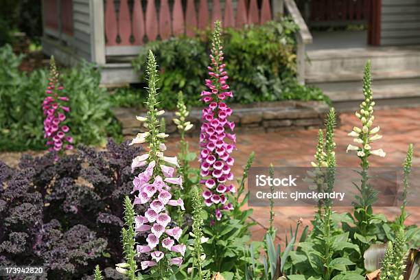 Home Garden Stock Photo - Download Image Now - Foxglove, Yard - Grounds, Color Image
