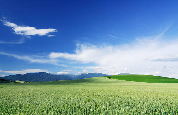 istock Idyllic landscape - Green field and the blue sky 173942869