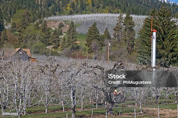 Insektizid Sprayer In Apfel Und Birne Orchard Stockfoto und mehr Bilder von Anhöhe - Anhöhe, Architektur, Baum