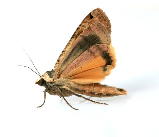 moth moth moth photos stock pictures, royalty-free photos & images