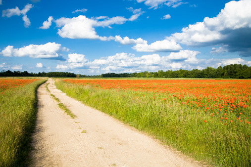 Poppy field with path against blue sky. 