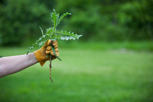 a leather work glove hand holds onto a freshly pulled thistle weed in a horizontal orientation