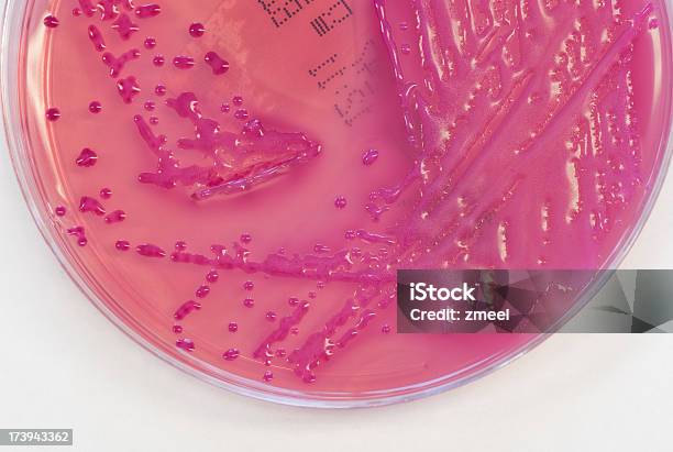 Klebsiella Pneumoniae Foto de stock y más banco de imágenes de Agar-agar - Agar-agar, Asistencia sanitaria y medicina, Bacteria