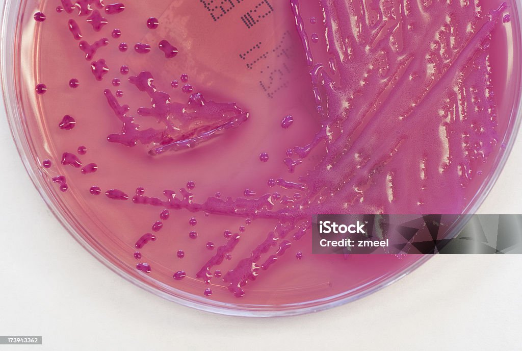 Klebsiella pneumoniae - Royalty-free Bactéria Foto de stock