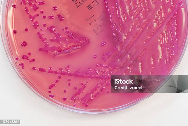 Klebsiella Pneumoniae - Fotografias de stock e mais imagens de Bactéria - Bactéria, Cuidados de Saúde e Medicina, Disco de Petri