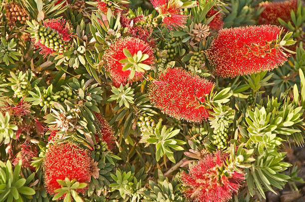 Bottlebrush Tree Bottle Brush - Callistemon citrinus red flower trees callistemon citrinus stock pictures, royalty-free photos & images