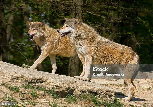 Zwei Wölfe Stockfoto und mehr Bilder von Baum - Baum, Europäischer Wolf, Fangzahn - Tierzahn