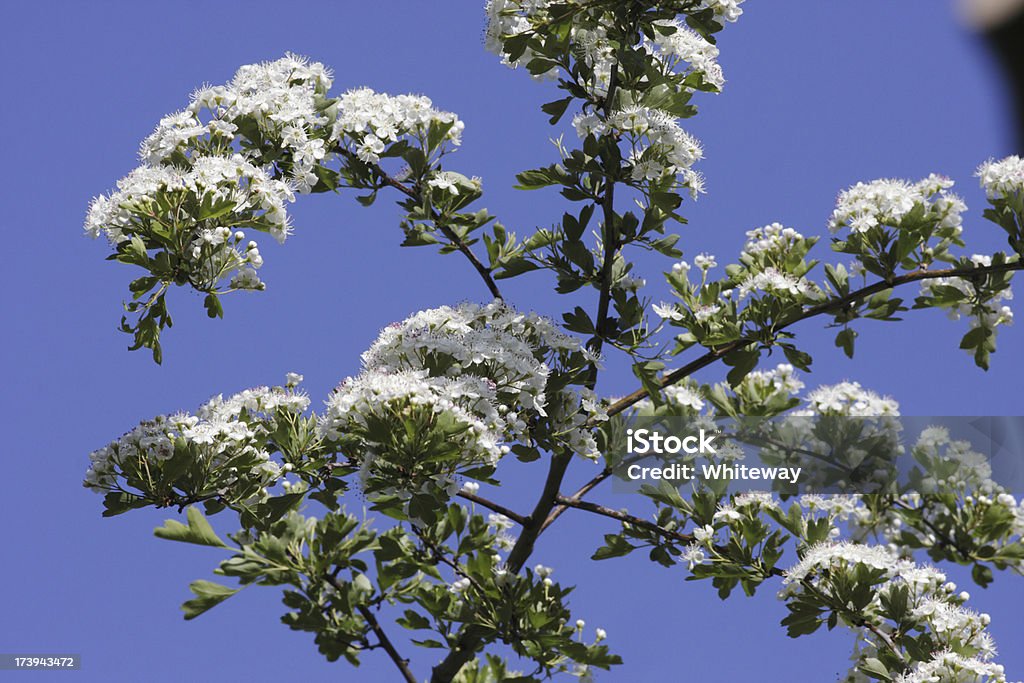 Può aprire bianco fiore contro il cielo blu - Foto stock royalty-free di Ambientazione esterna