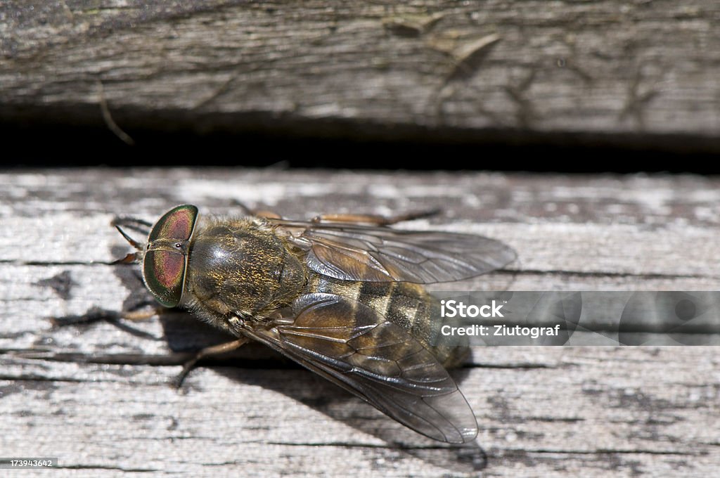 Tabanidae Tabanus - Foto de stock de Tabanidae Tabanus royalty-free