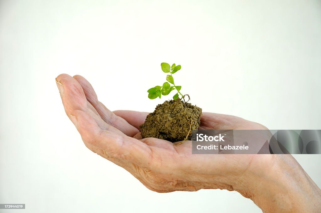 手で包まれた芽が表す希望 - シニア世代のロイヤリティフリーストックフォト