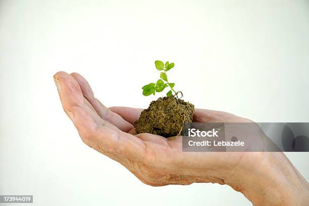 Foto de Muda Na Mão e mais fotos de stock de Planta nova - Planta nova, Raiz, Terceira idade